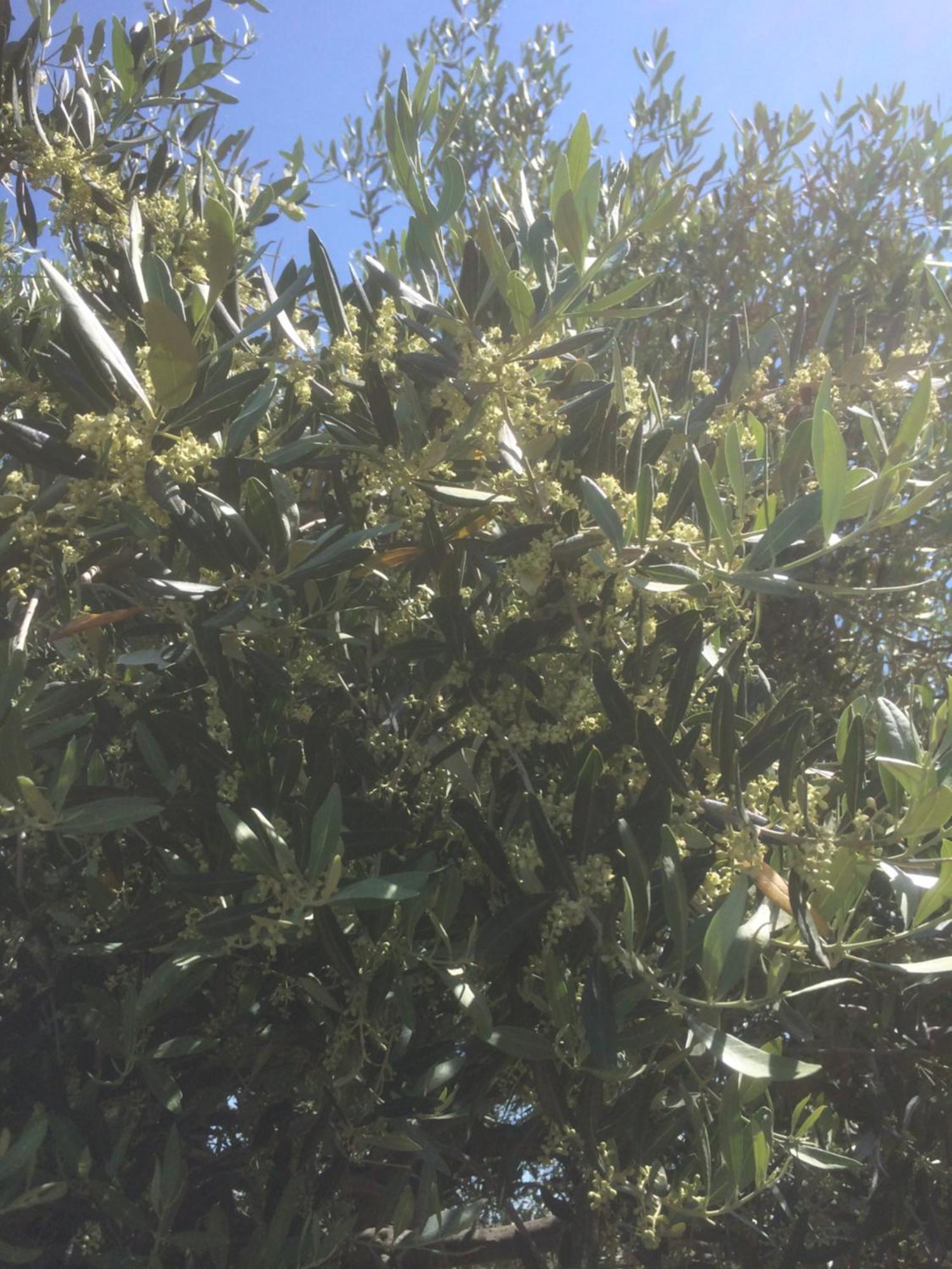 Montalto delle Marche Agriturismo Cerquatonda מראה חיצוני תמונה