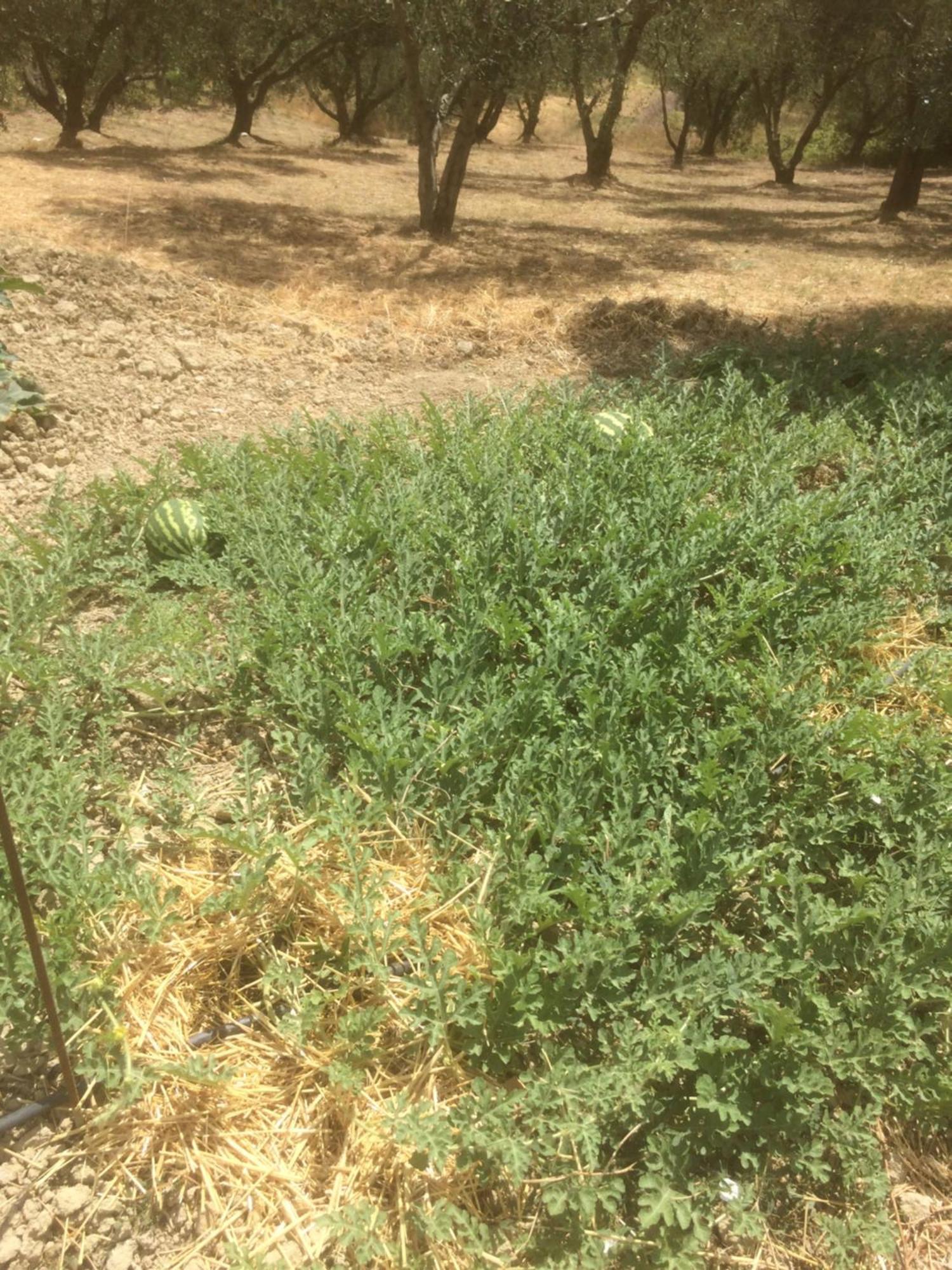 Montalto delle Marche Agriturismo Cerquatonda מראה חיצוני תמונה