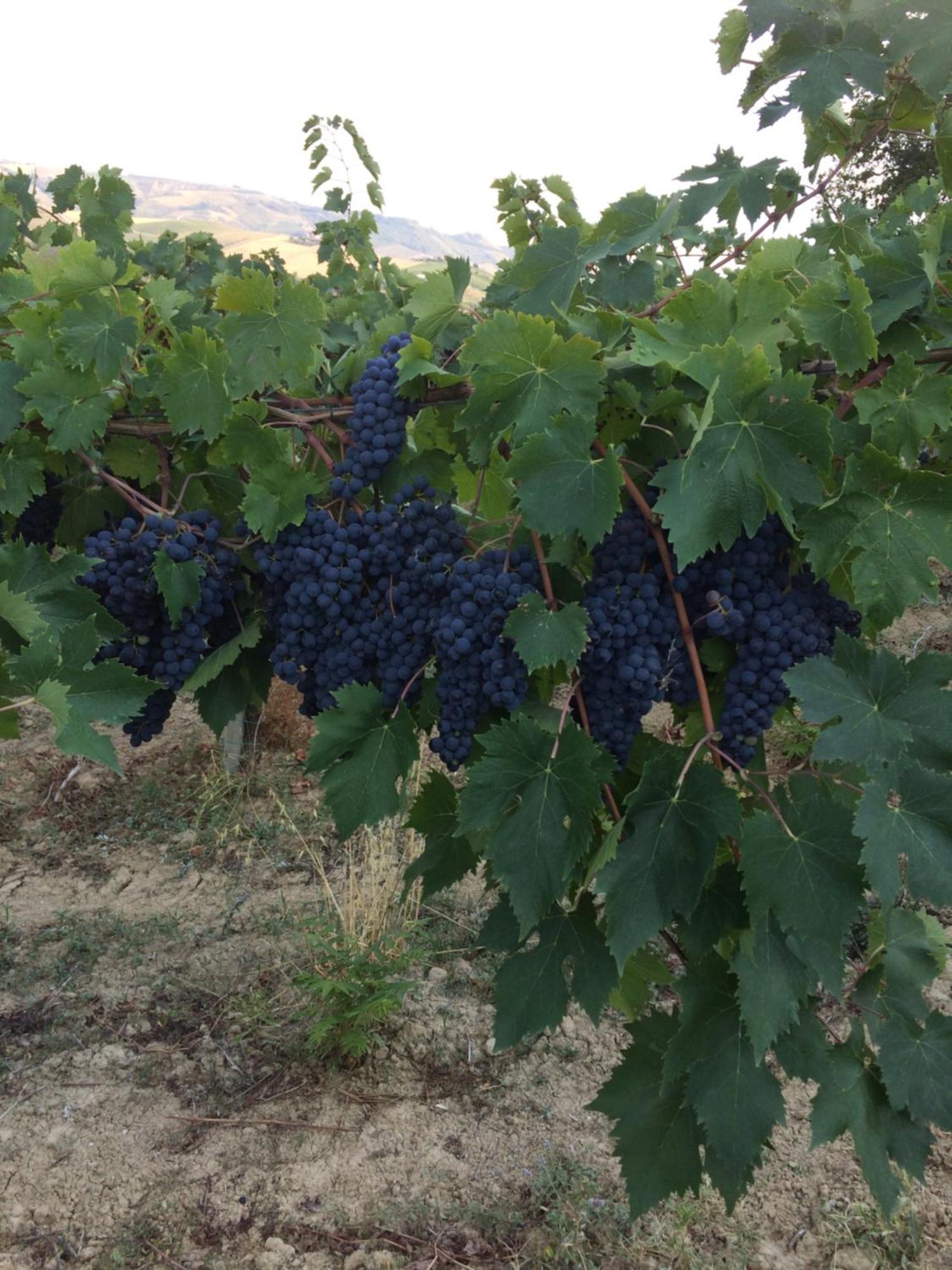 Montalto delle Marche Agriturismo Cerquatonda מראה חיצוני תמונה