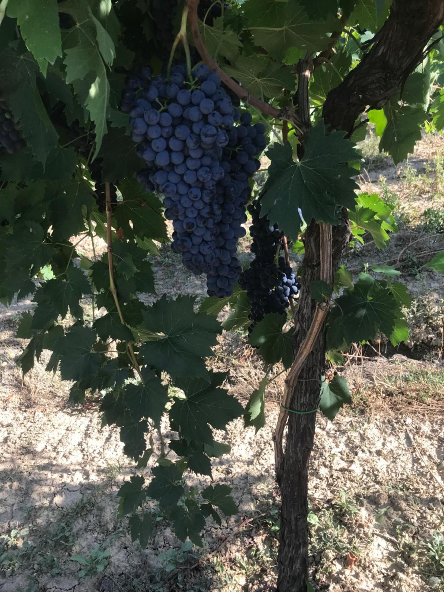 Montalto delle Marche Agriturismo Cerquatonda מראה חיצוני תמונה