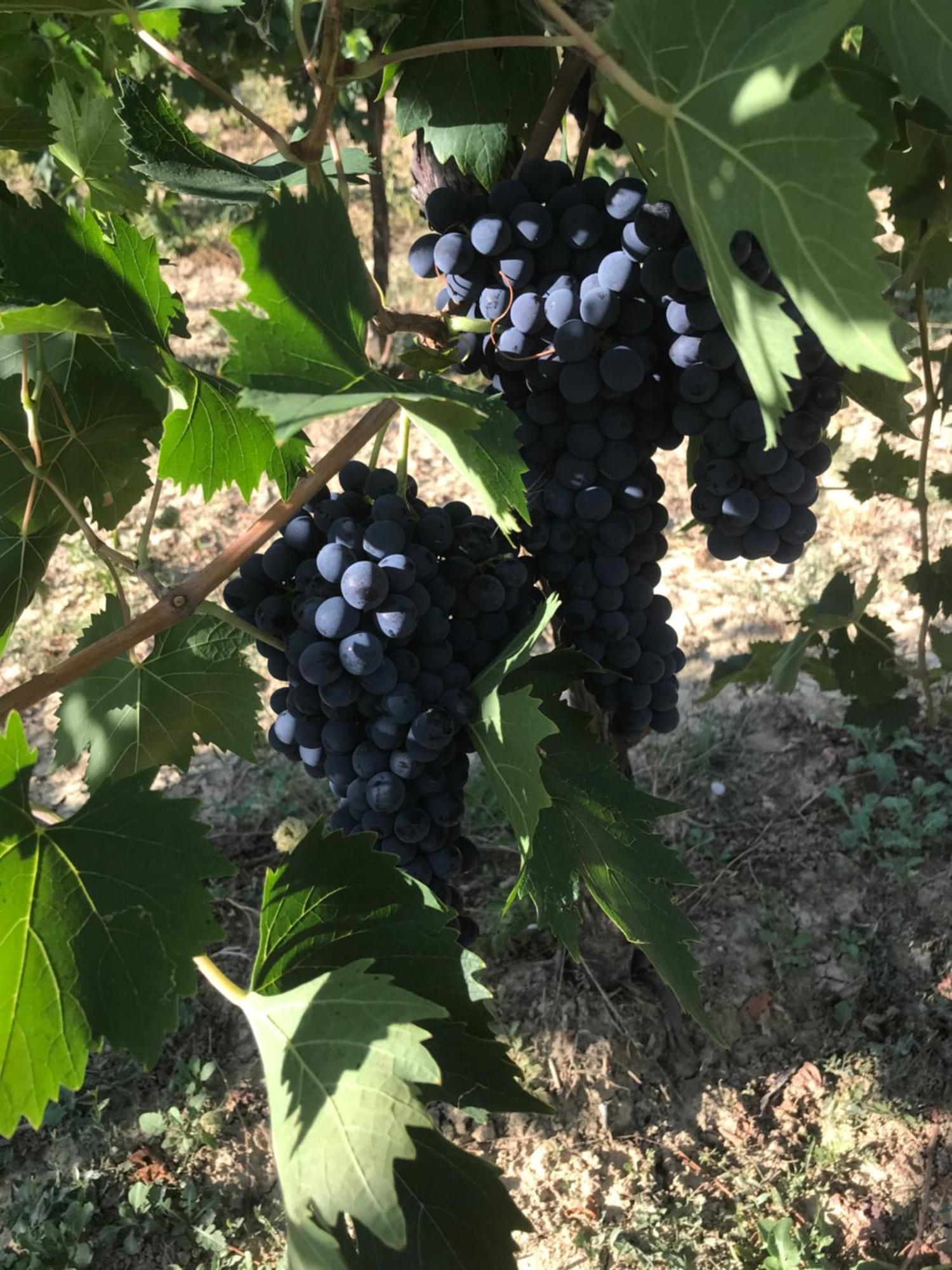 Montalto delle Marche Agriturismo Cerquatonda מראה חיצוני תמונה