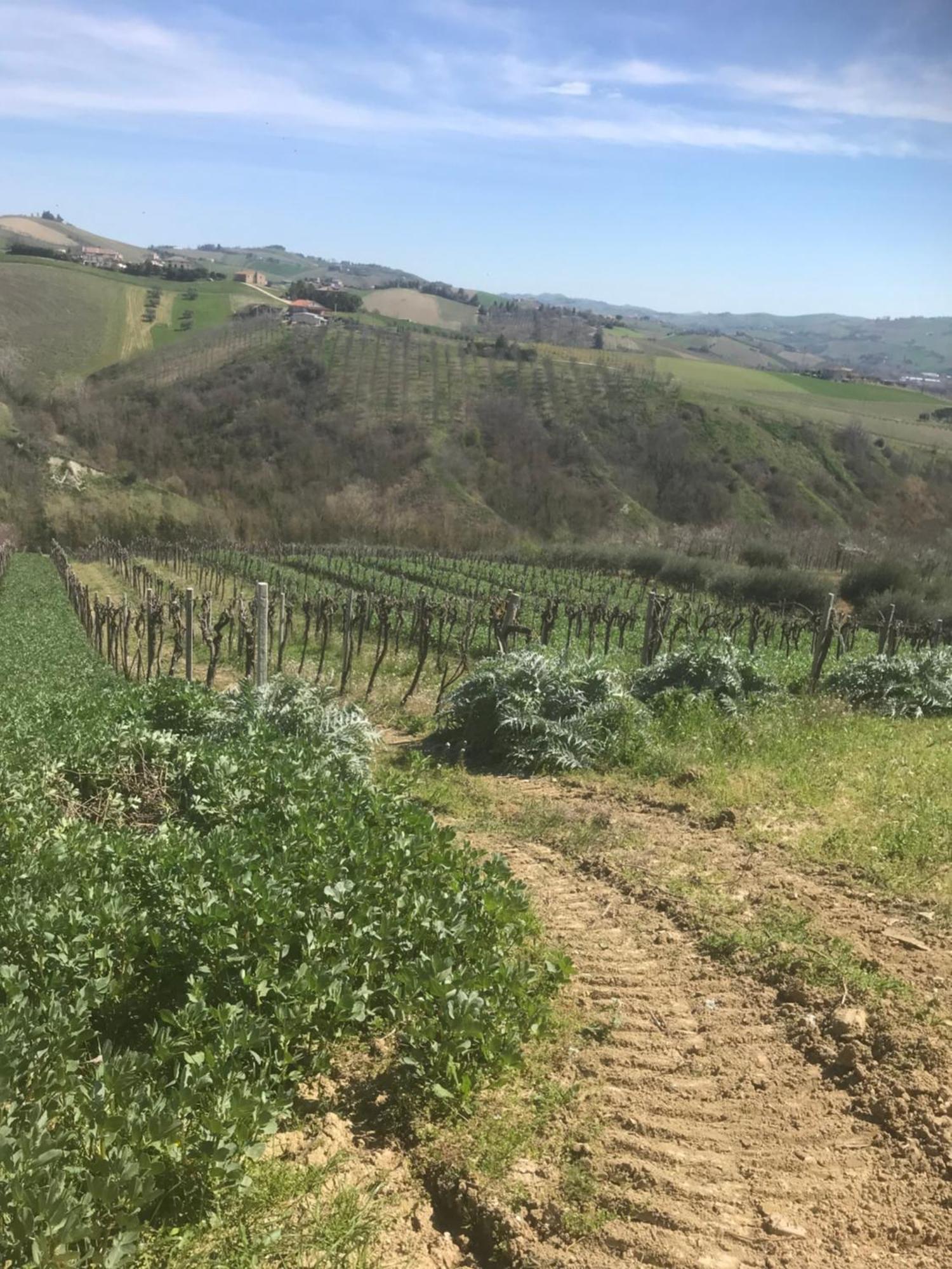 Montalto delle Marche Agriturismo Cerquatonda מראה חיצוני תמונה