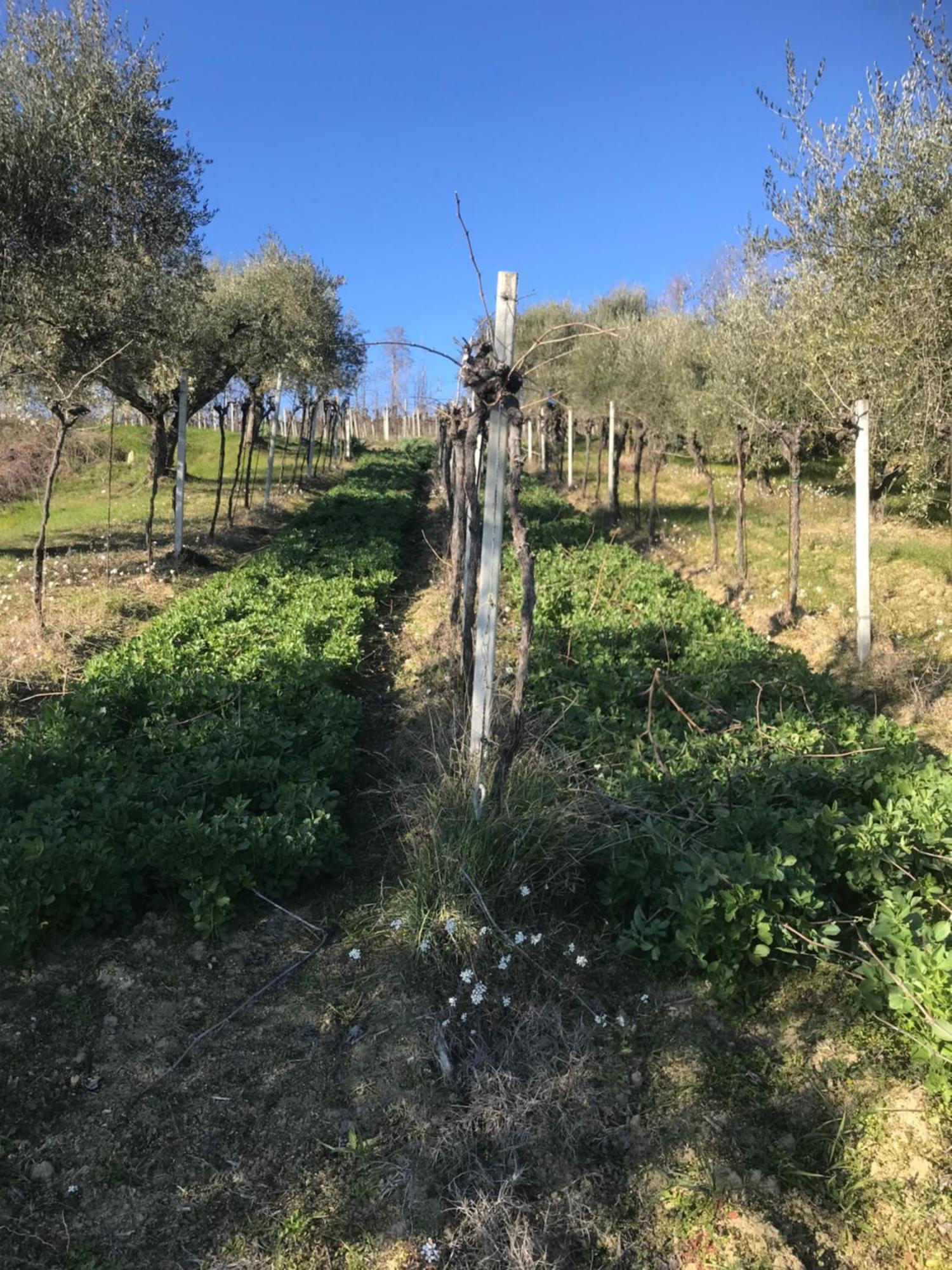 Montalto delle Marche Agriturismo Cerquatonda מראה חיצוני תמונה