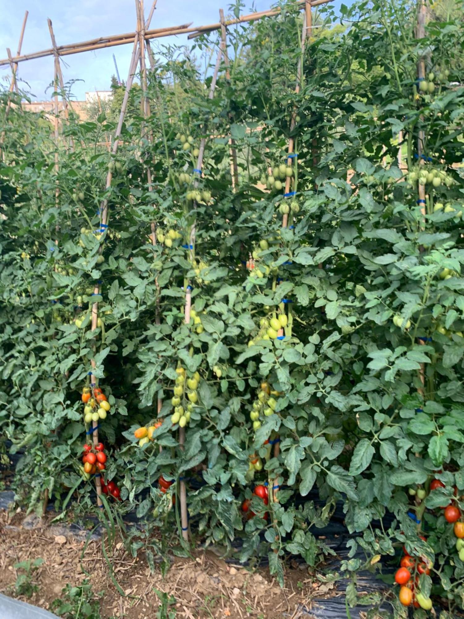 Montalto delle Marche Agriturismo Cerquatonda מראה חיצוני תמונה